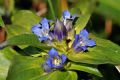 Gentiana cruciata